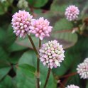 Polygonum capitatum 'Pink Pinheads' fleur